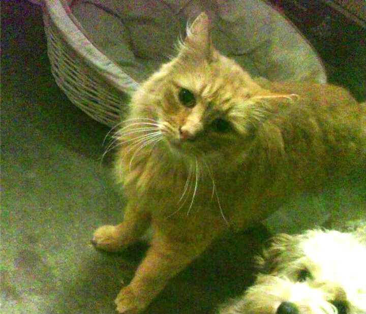 Leyu Sport登录入口-LCK明星选手状态火热，lckchovy选手