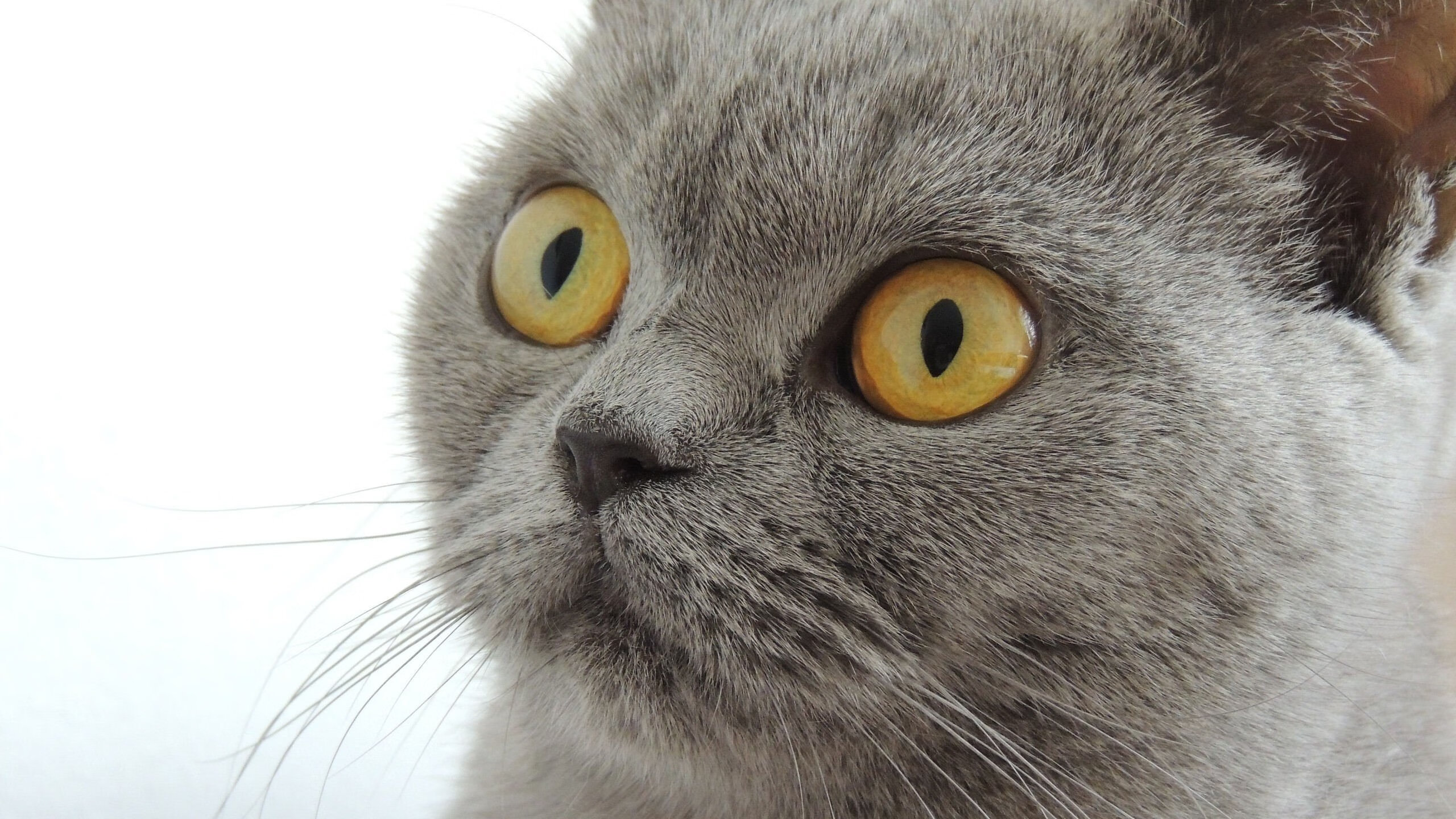 北京国安连续多场保持零封，北京国安最新引援消息