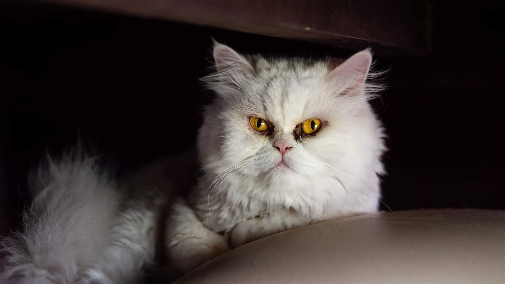 拜仁慕尼黑主场3-0战胜门兴格拉德巴赫,进攻火力全开,拜仁慕尼黑前主场