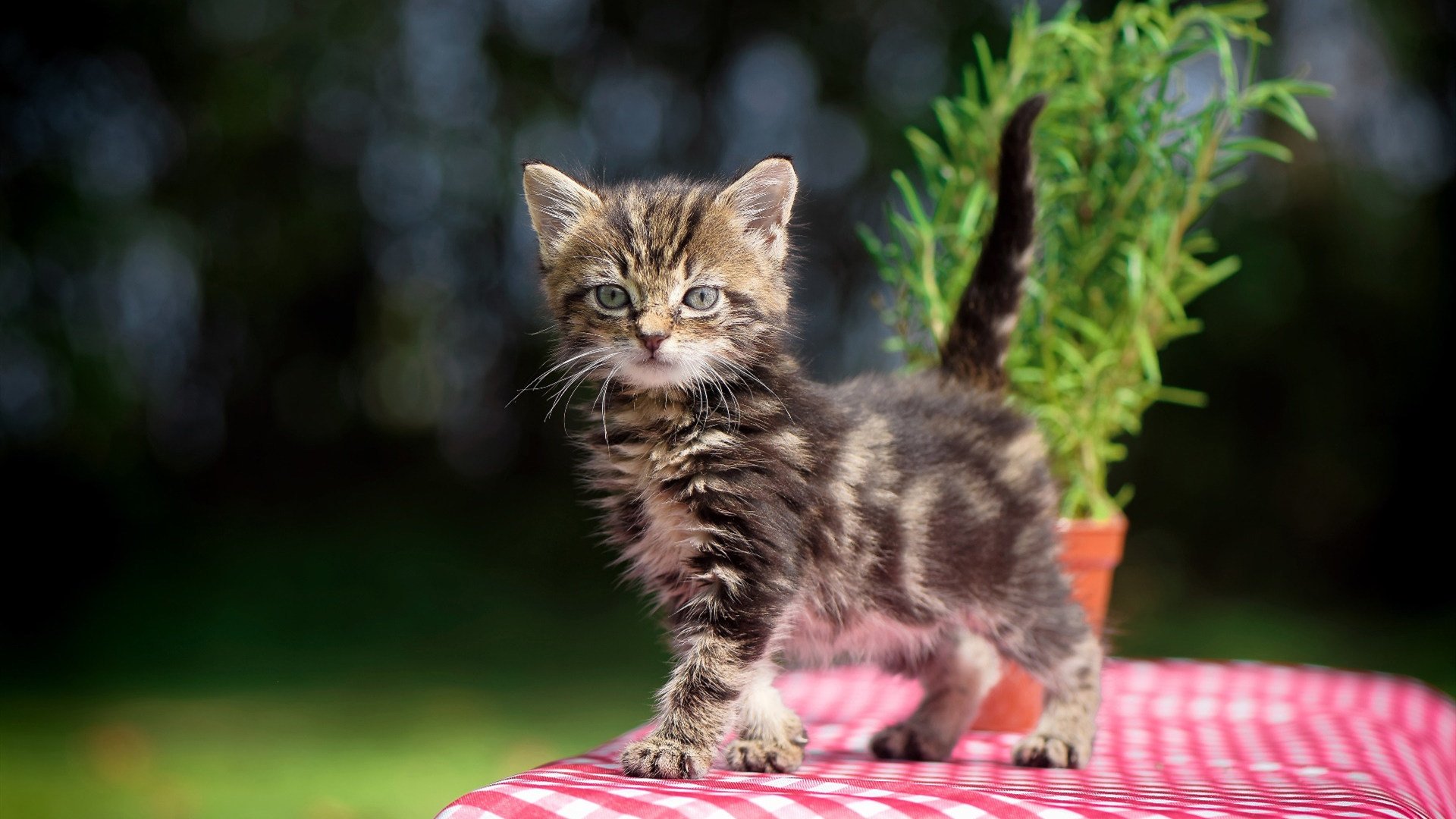 阿斯顿维拉主场2-0战胜曼联,伊萨克与乔林顿建功,阿斯顿维拉比赛