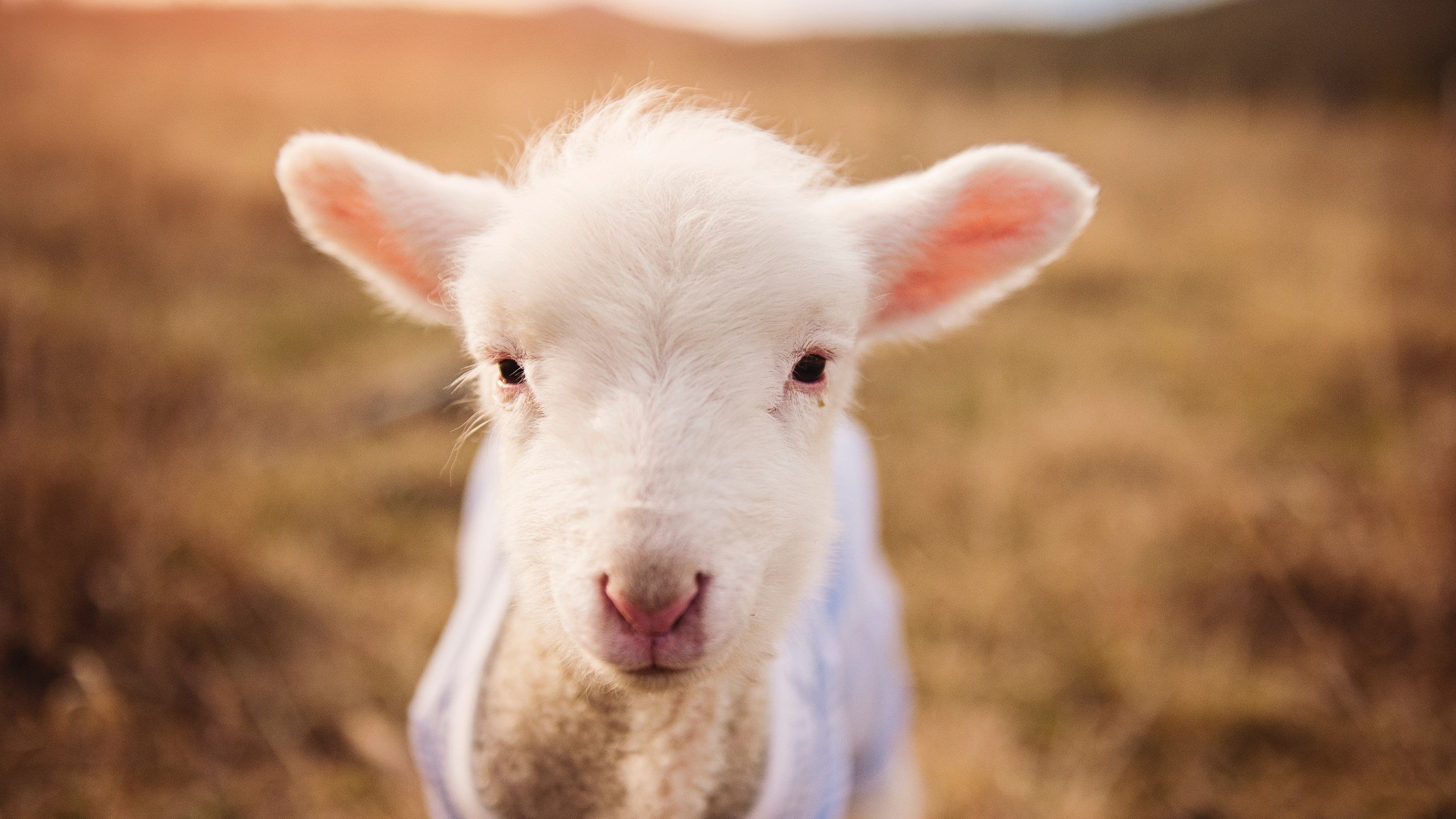 体育场馆安全管理标准,体育场馆管理规定