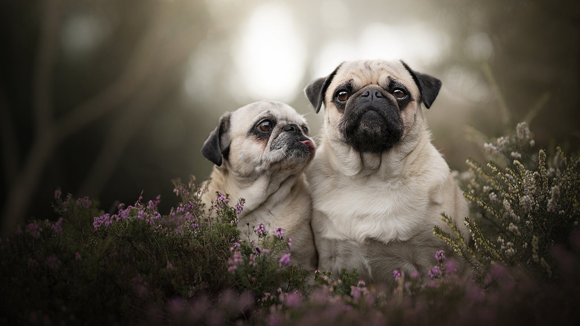 俱乐部文化:球队背后的人文故事,球队俱乐部靠什么盈利