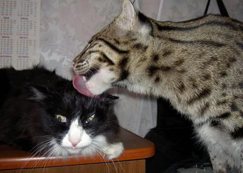 全国青少年运动会武艺竞技精彩纷呈,全国青少年武术套路锦标赛