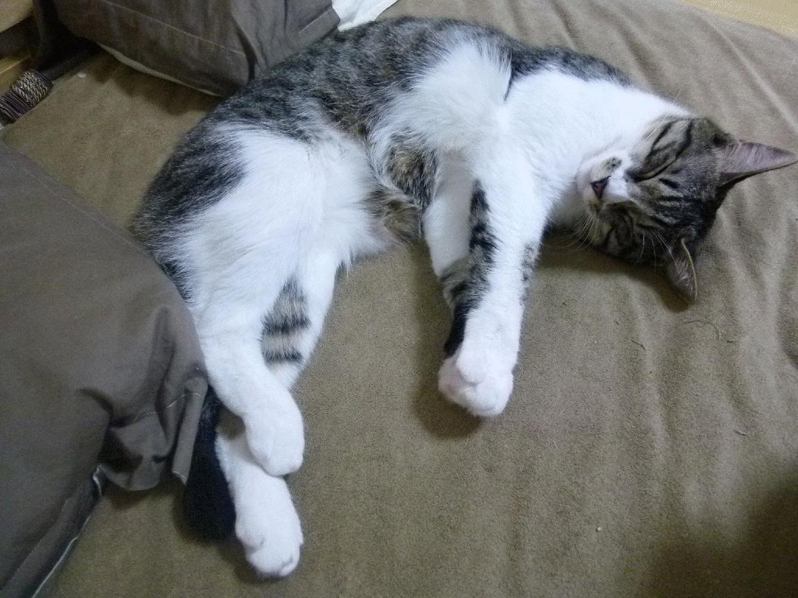 西甲球队结合心理监测调整高压比赛轮换