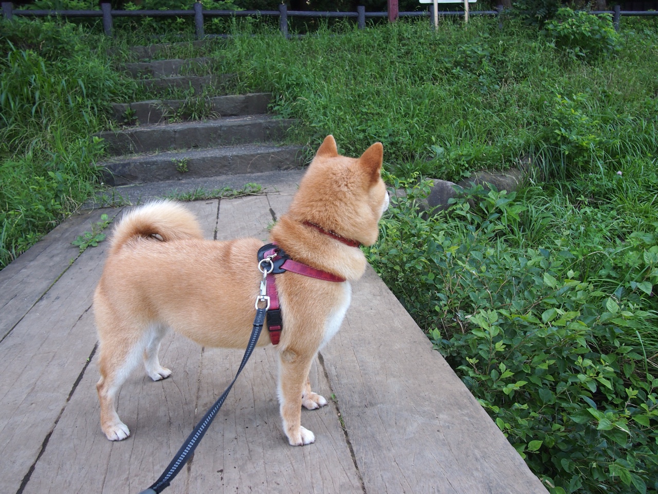 体操世界杯总决赛中国队再揽三金，2021年体操世界杯