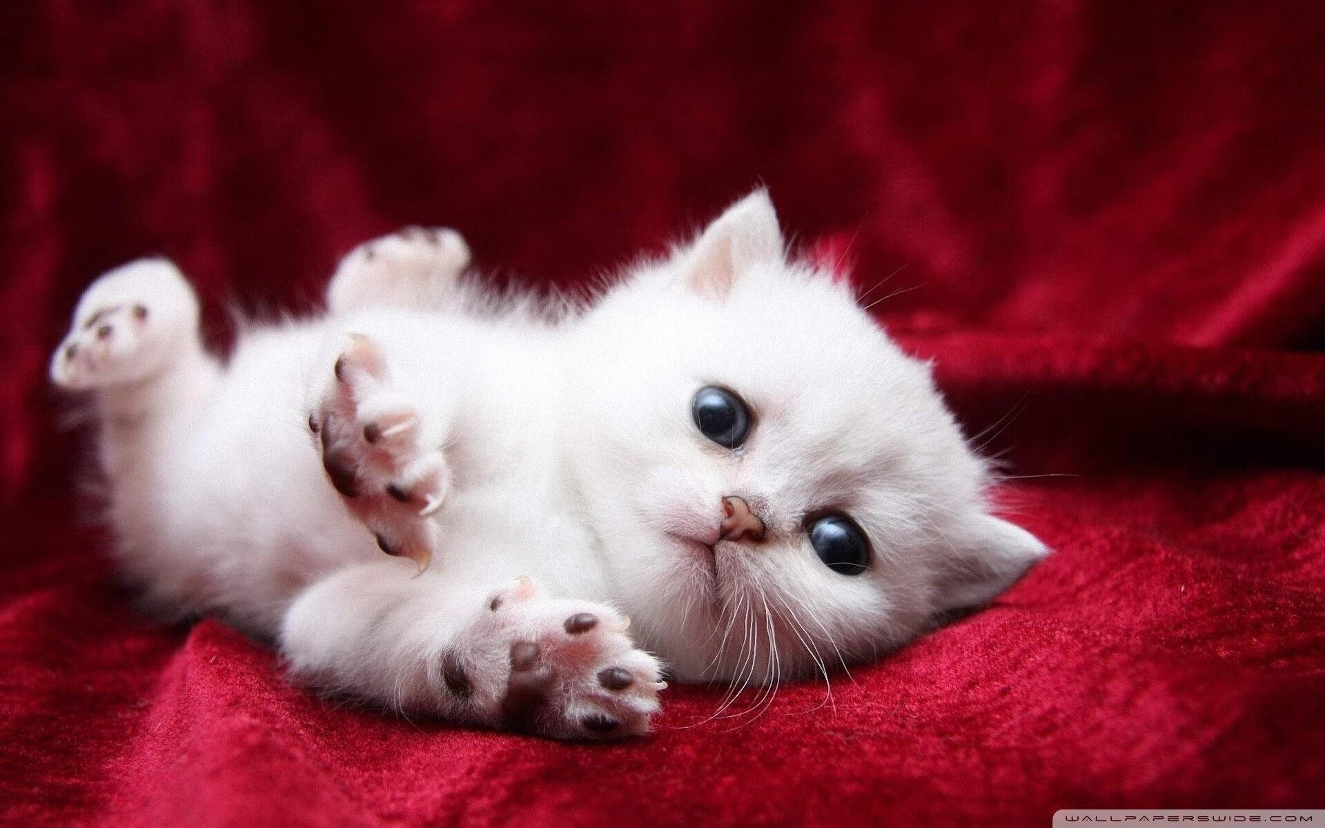 图穆亚展现出的突破技巧和视野为袋鼠队带来优势，图阿 穆勒