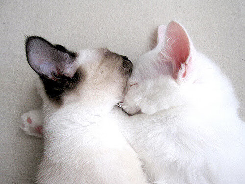 数字化足球训练社区平台成为青少年成长的新阵地,数字足球怎么画