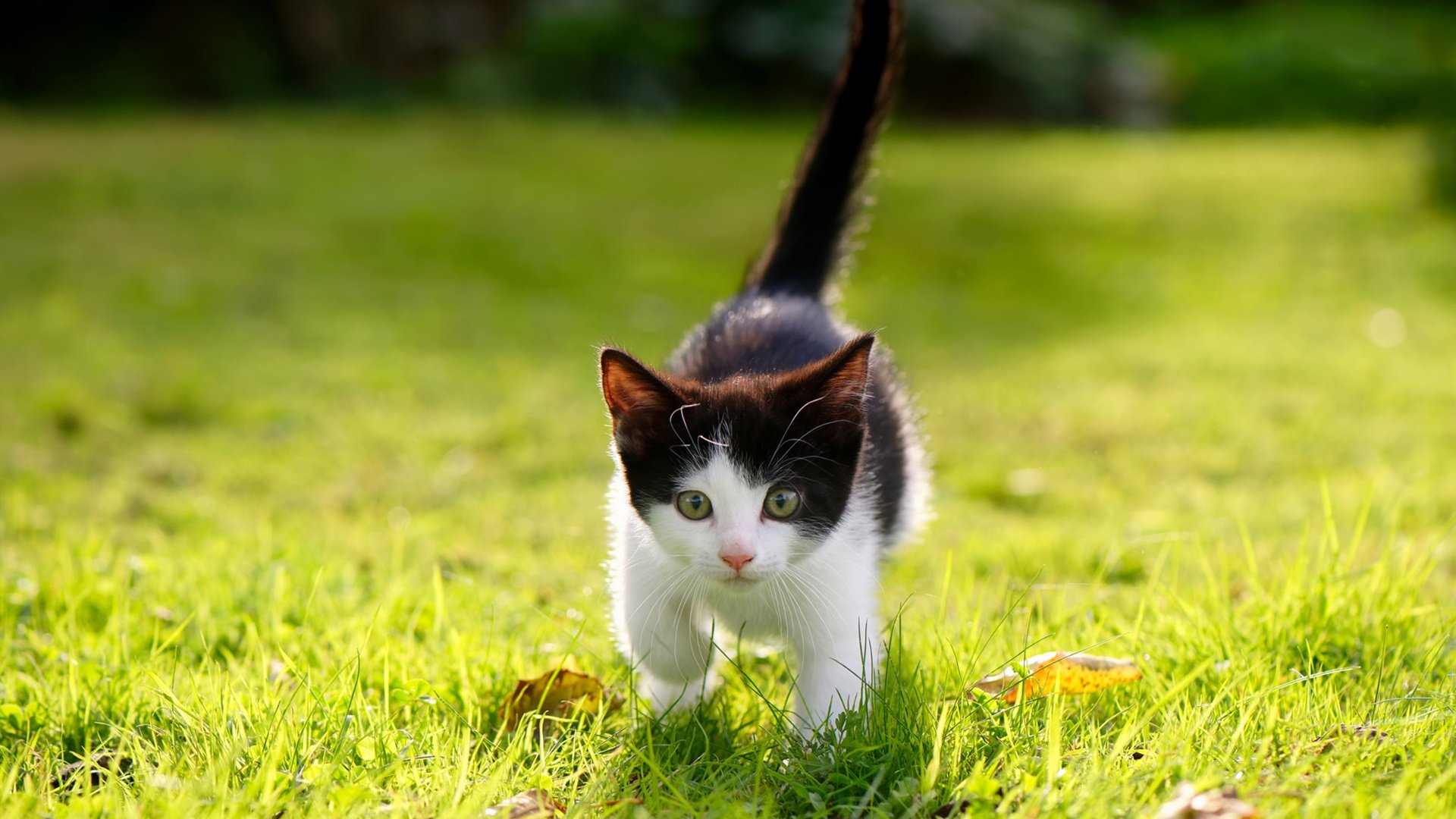 格鲁吉亚女篮在欧洲锦标赛中再夺荣誉,展示崭新实力,格鲁吉亚篮球厉害吗