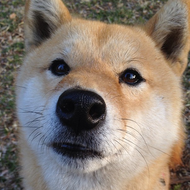 田径教练公开课线上直播超万人观看,田径教学视频50集全集